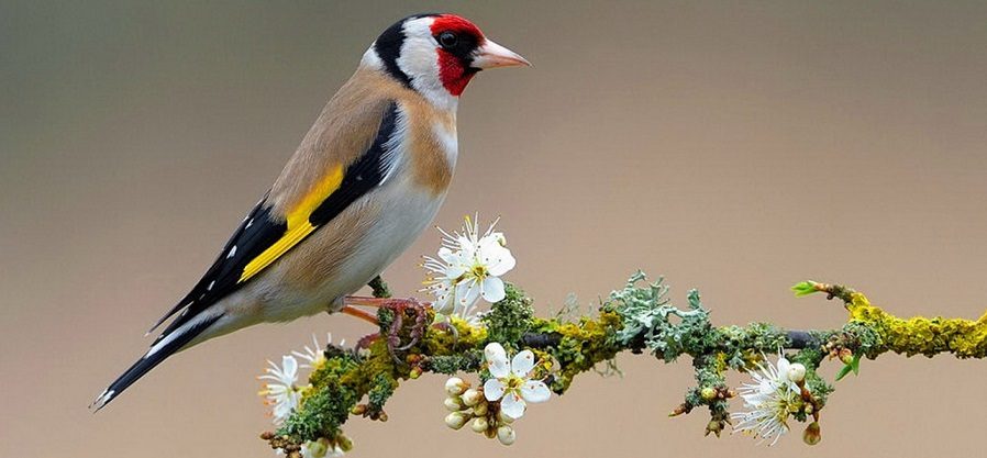 Listado de aves Listado de aves